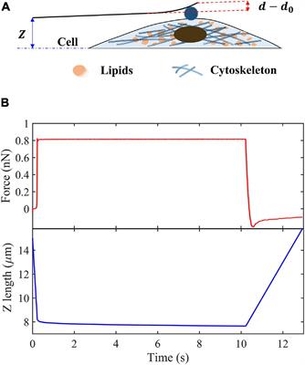 Effects of Lipid Deposition on Viscoelastic Response in Human Hepatic Cell Line HepG2